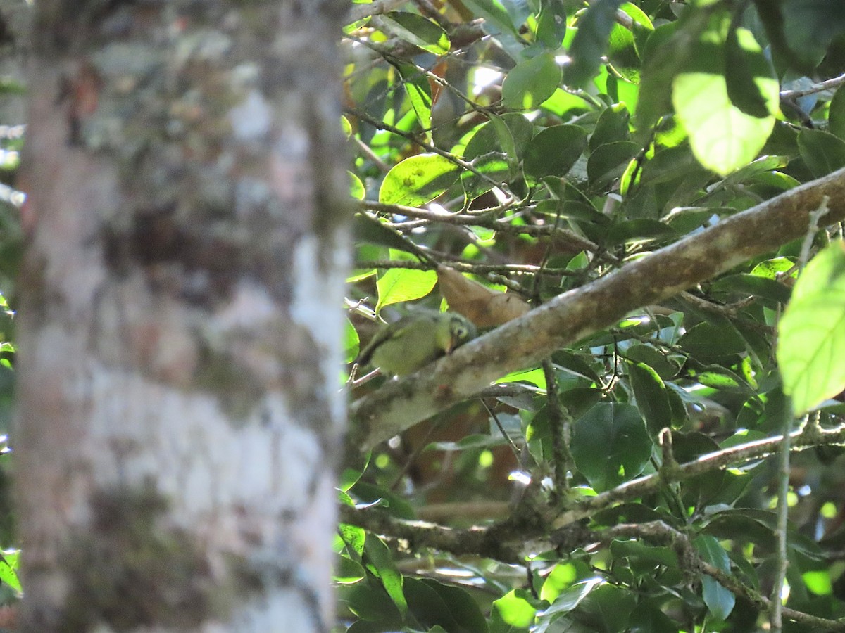 Oustalet's Tyrannulet - ML643115670