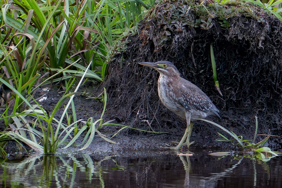 Green Heron - ML643115676