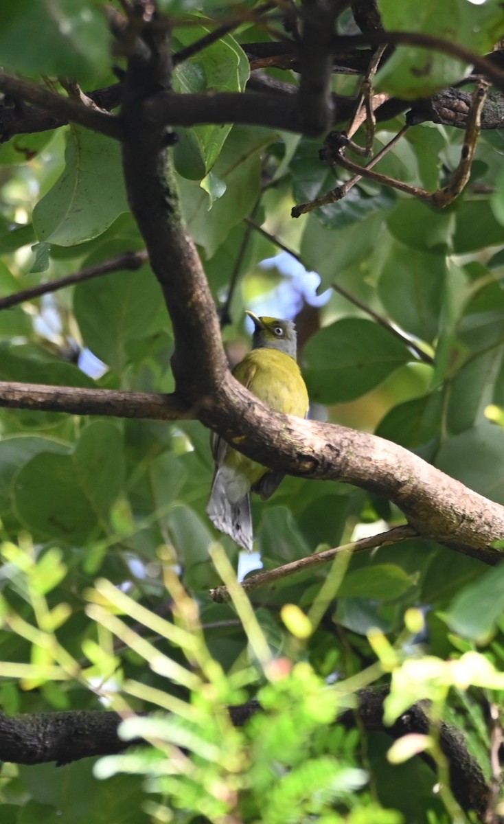 Gray-headed Bulbul - ML643115677