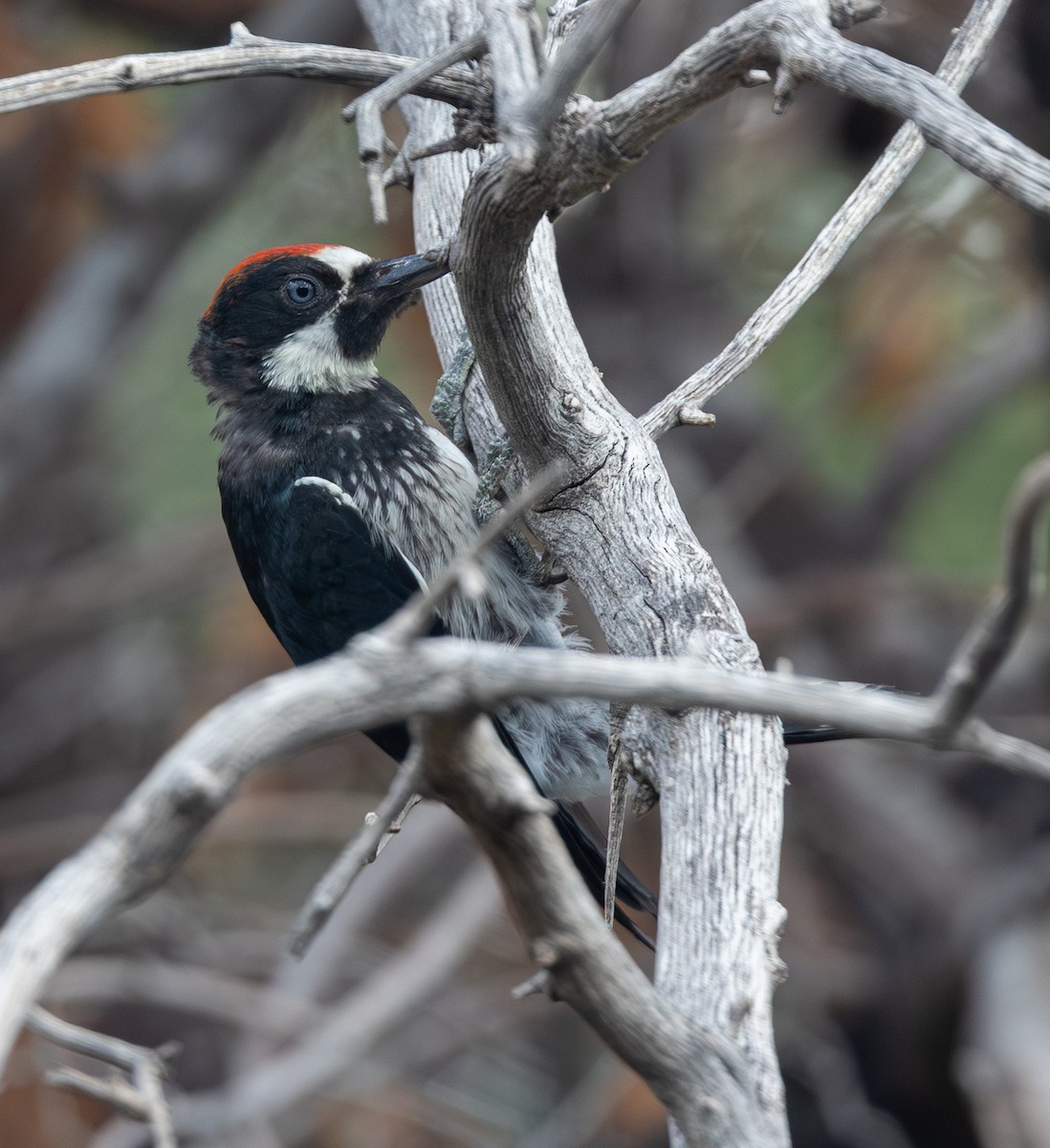 Acorn Woodpecker - ML643115692