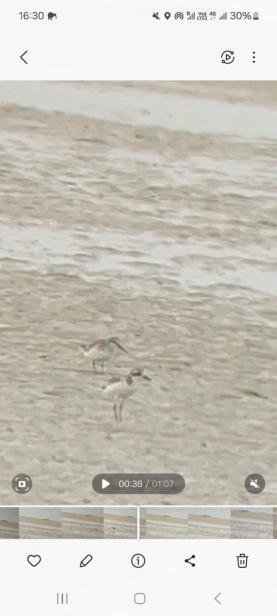 Broad-billed Sandpiper - ML643115693