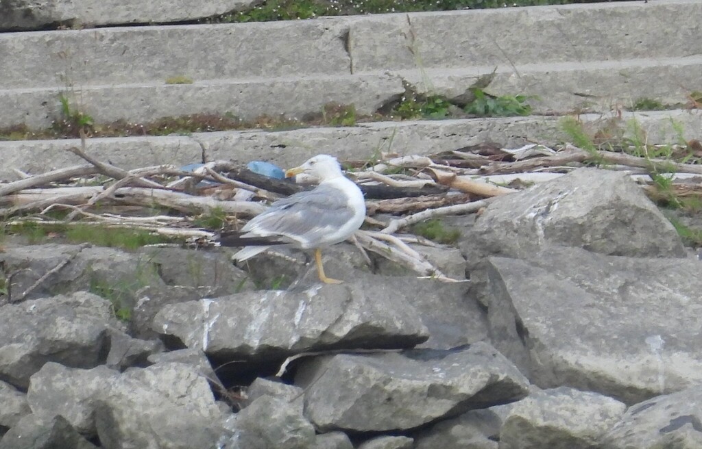 Caspian Gull - ML643115694