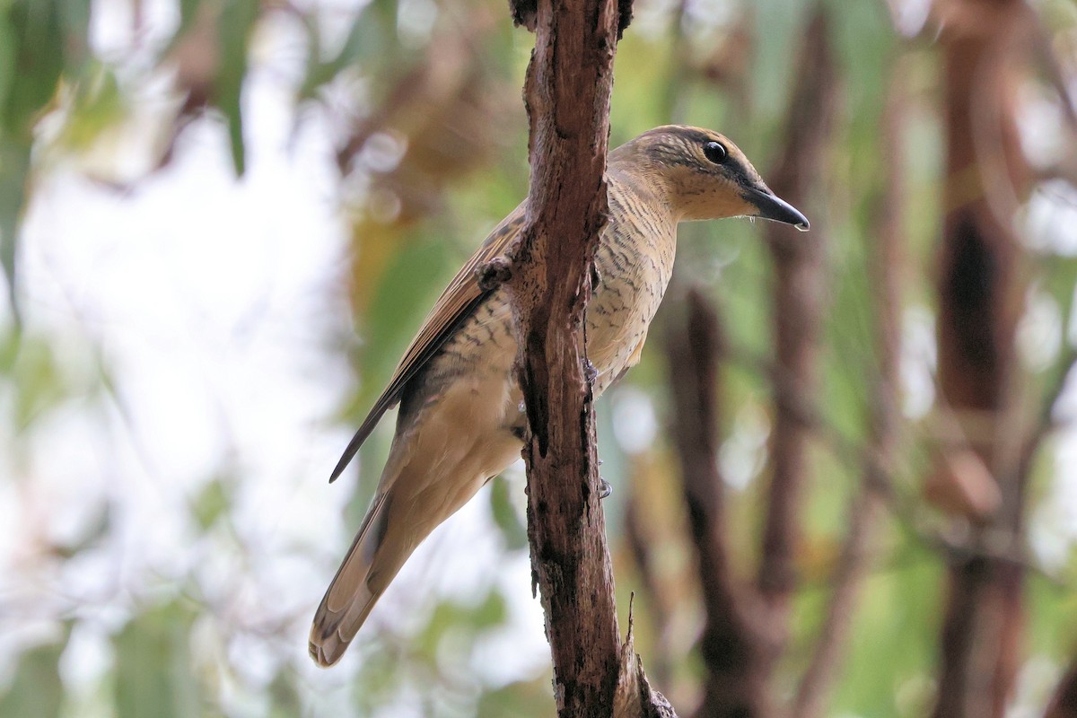 Sahul Cicadabird - ML643115695