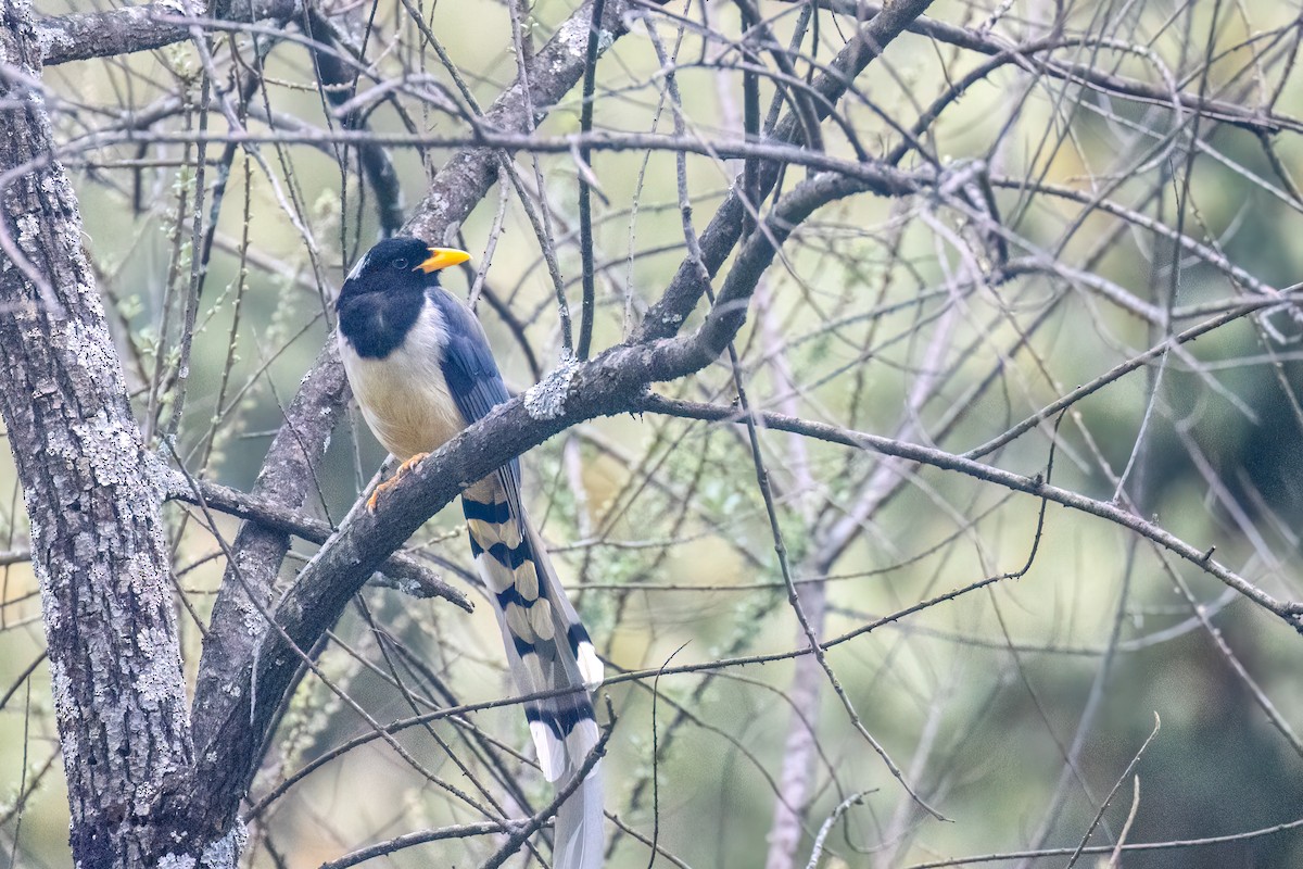 Yellow-billed Blue-Magpie - ML643115708