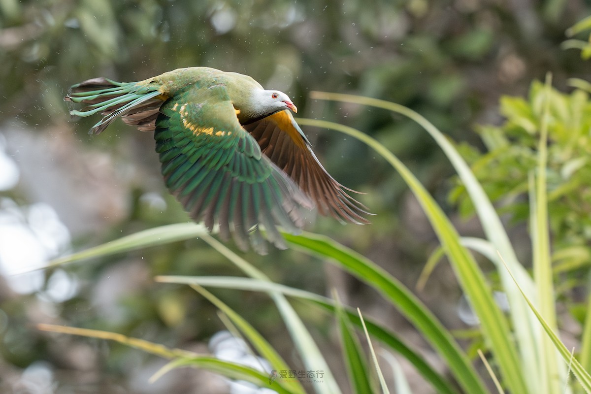 Wompoo Fruit-Dove - ML643115753