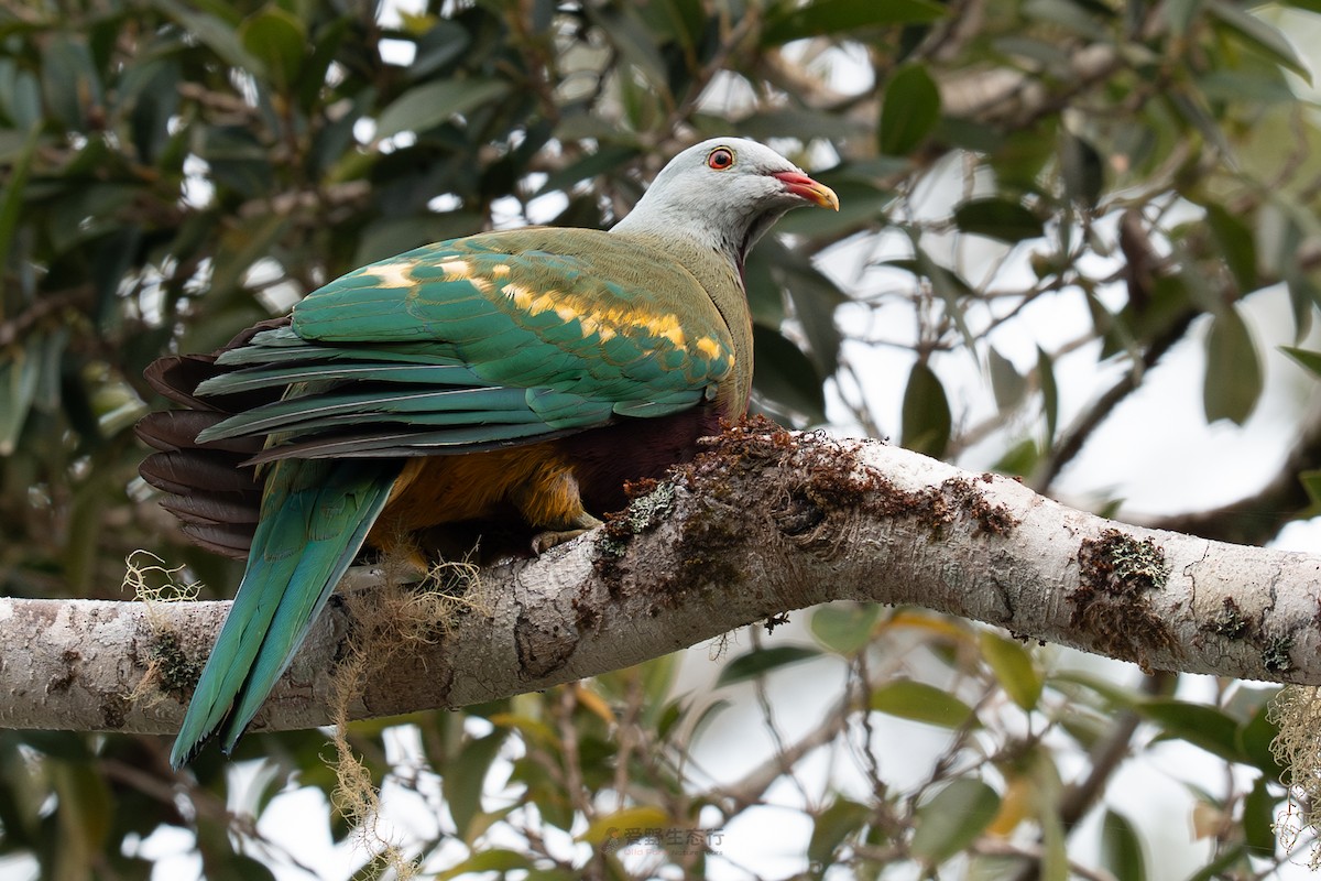 Wompoo Fruit-Dove - ML643115754