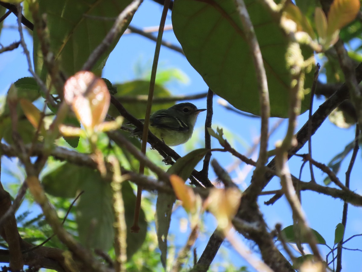 Bahia Tyrannulet - ML643115764
