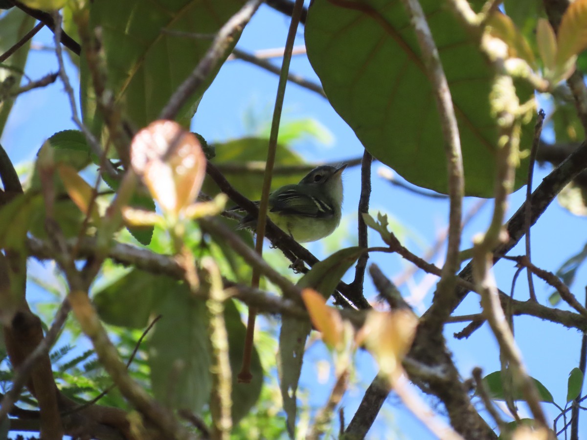 Bahia Tyrannulet - ML643115765