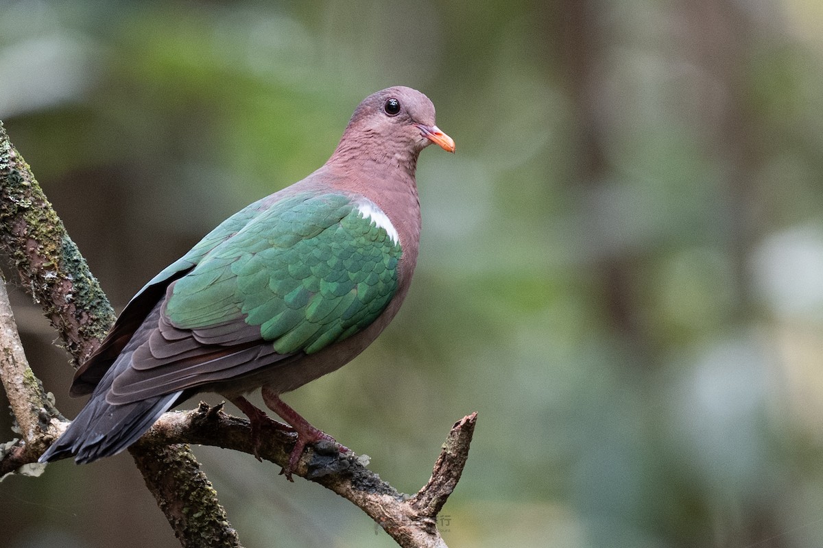 Pacific Emerald Dove - ML643115766
