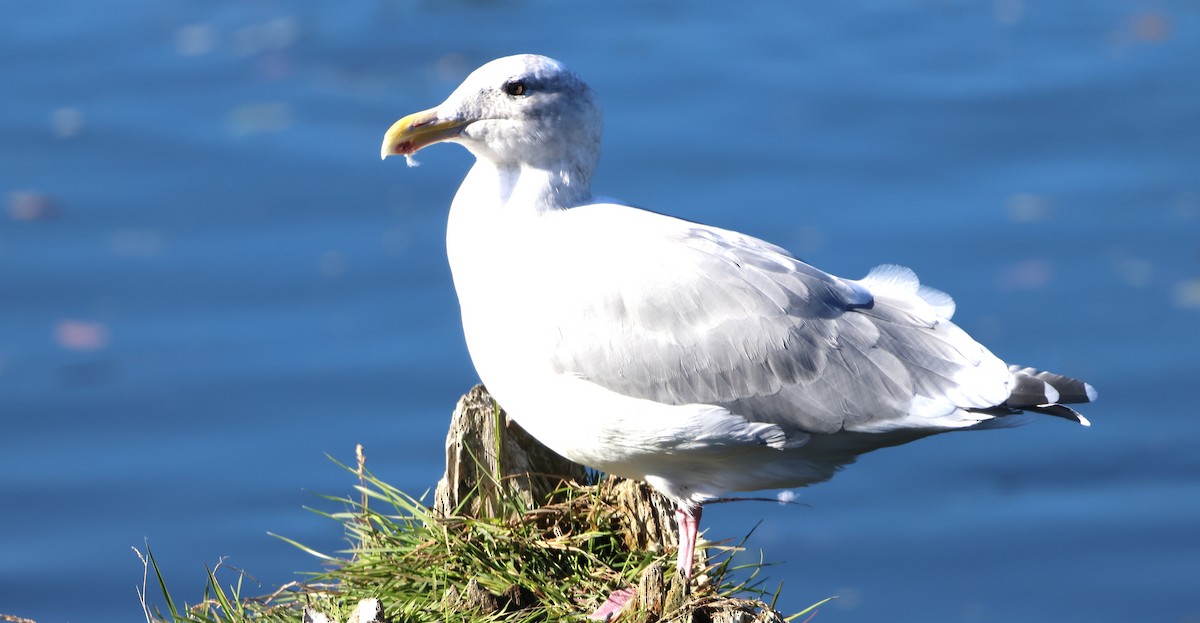 American Herring Gull - ML643115774