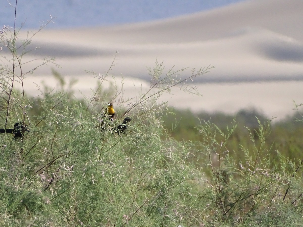 Yellow-headed Blackbird - ML643115780