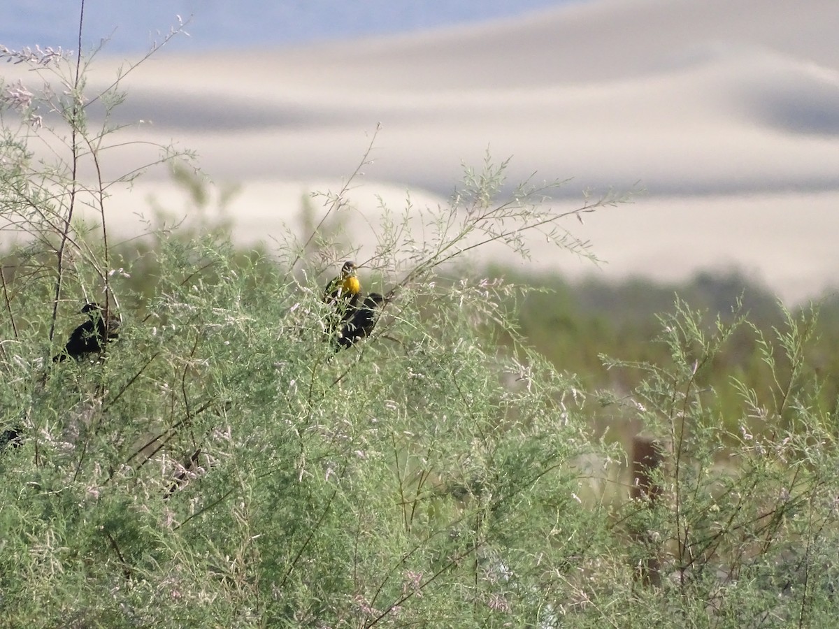 Yellow-headed Blackbird - ML643115781