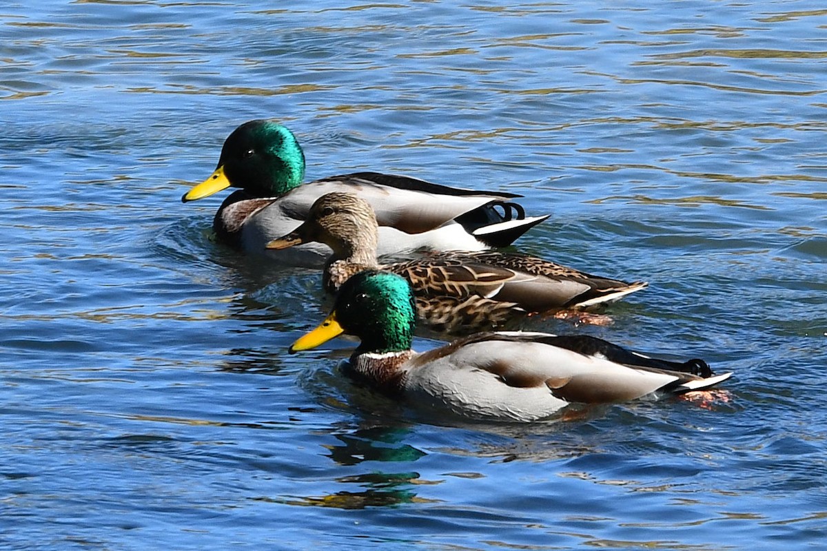 Mallard - ML643115797