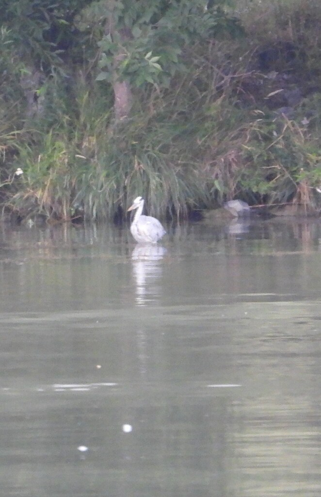 蒼鷺 - ML643115806