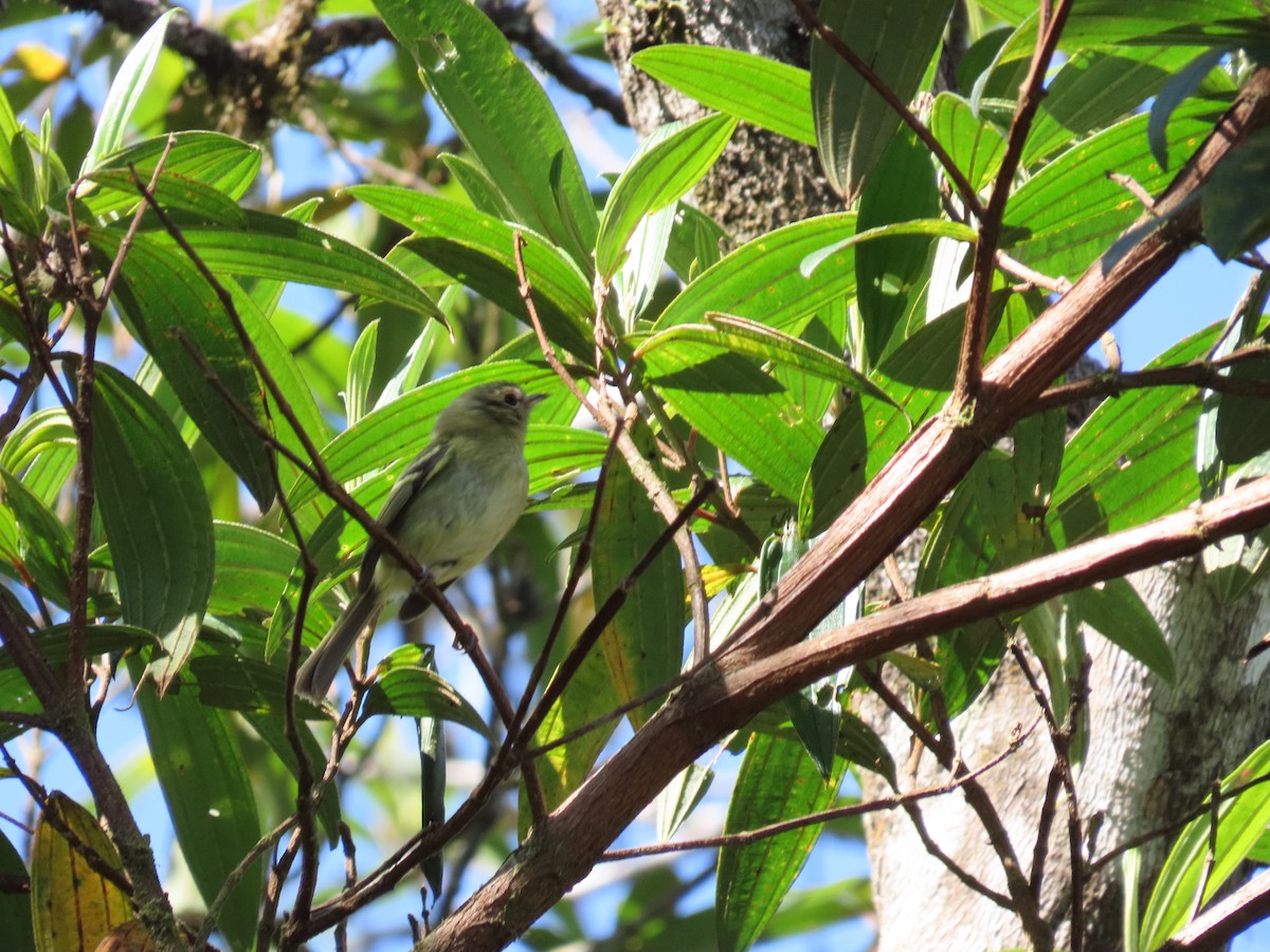 Bahia Tyrannulet - ML643115833