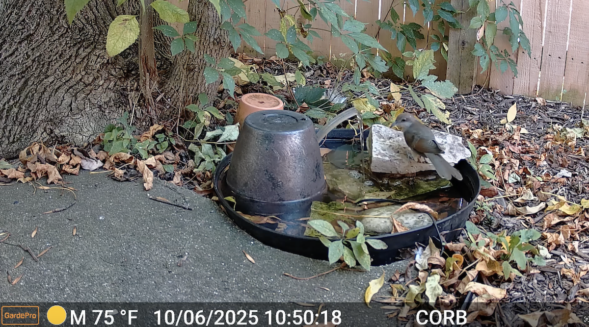 kukačka černozobá - ML643115837