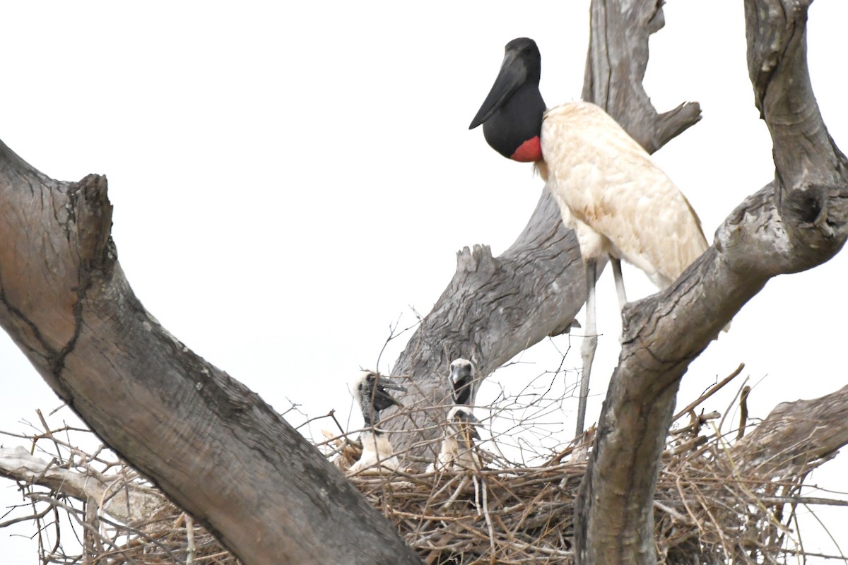 jabirustork - ML643115841