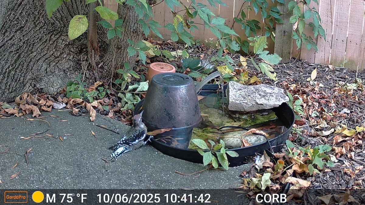 datel rudohrdlý - ML643115875