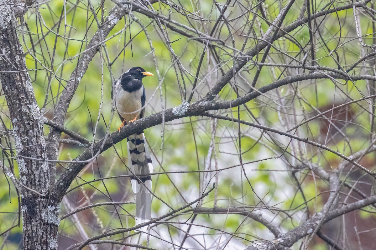 Yellow-billed Blue-Magpie - ML643115894