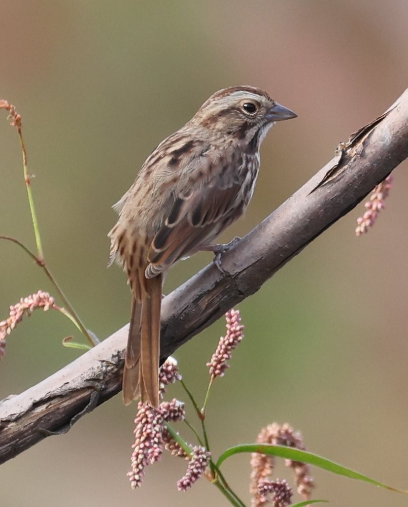 strnadec zpěvný (ssp. melodia/atlantica) - ML643115898