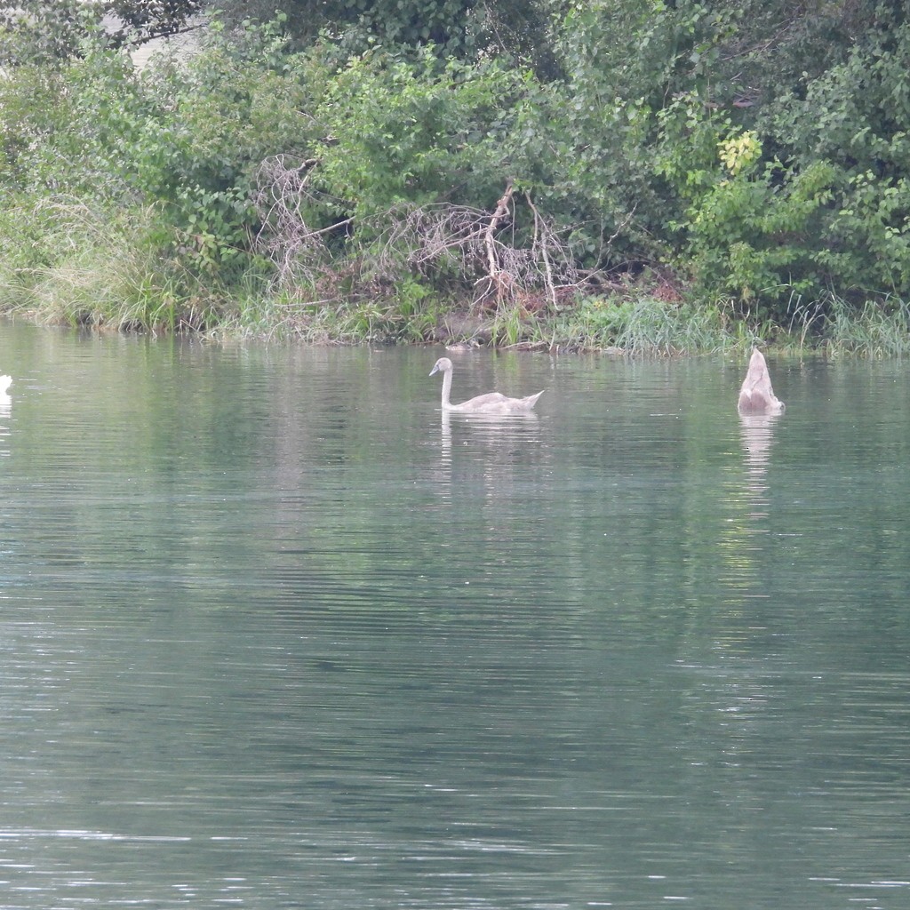 疣鼻天鵝 - ML643115905