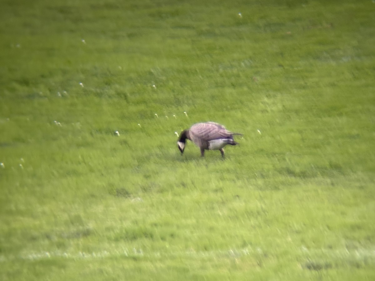 Cackling Goose - ML643115936