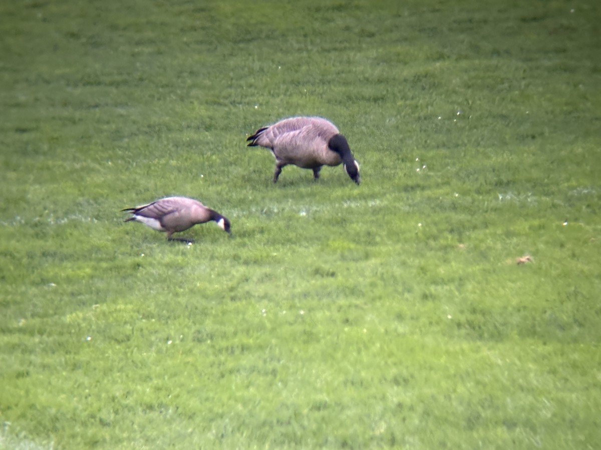 Cackling Goose - ML643115937