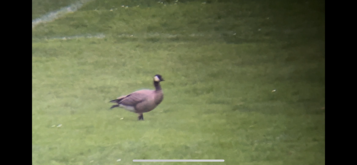 Cackling Goose - ML643115938