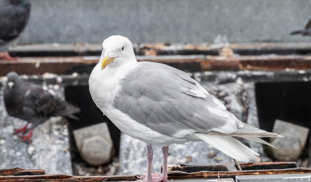 Glaucous-winged Gull - ML643115942