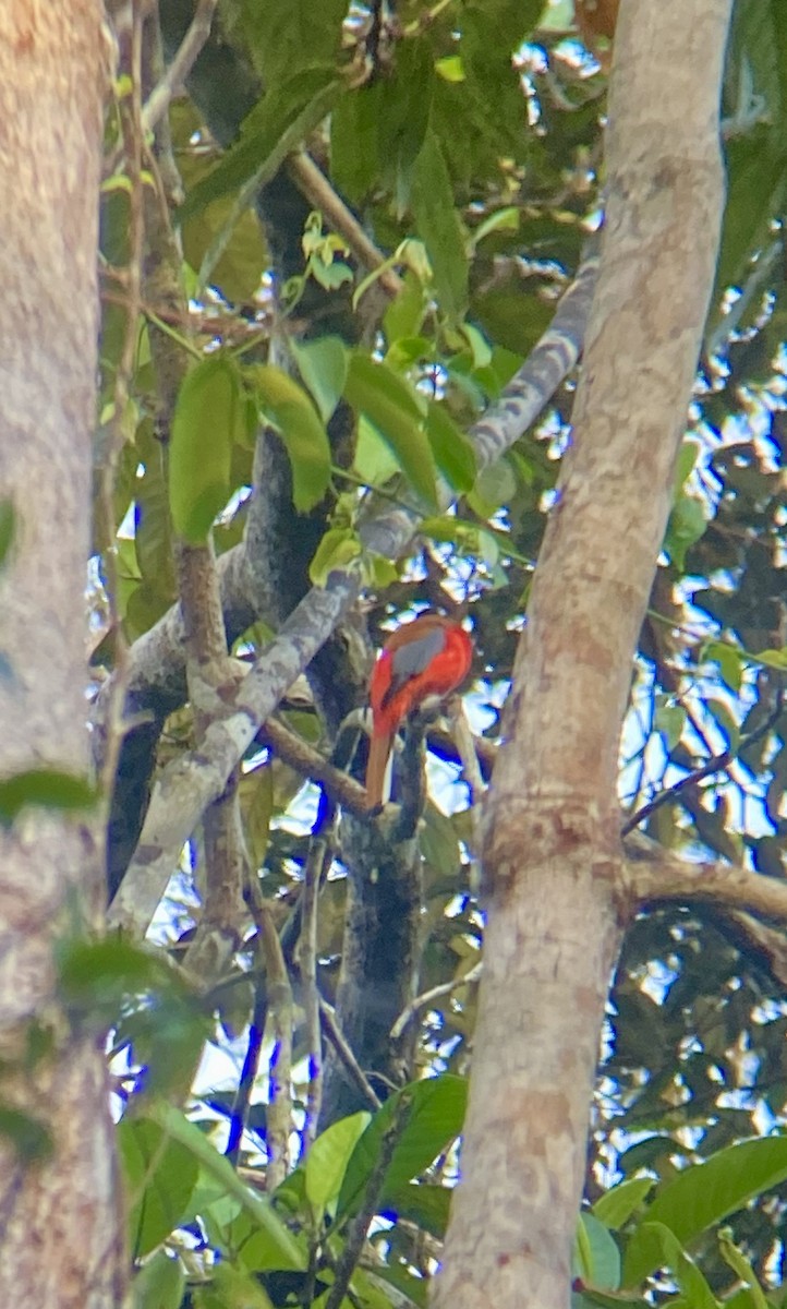 Scarlet-rumped Trogon - ML643116078
