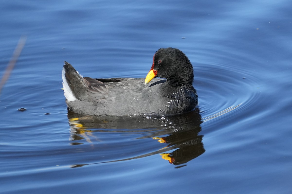 Red-fronted Coot - ML643116100