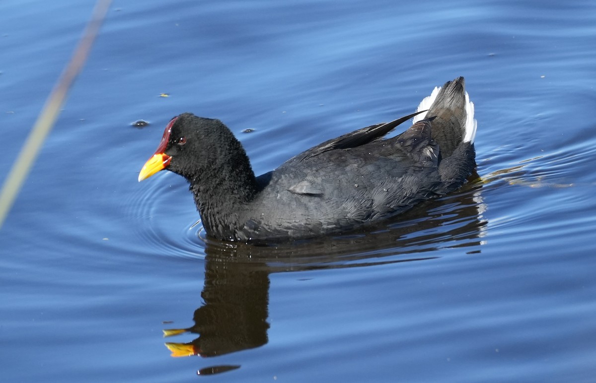 Red-fronted Coot - ML643116102