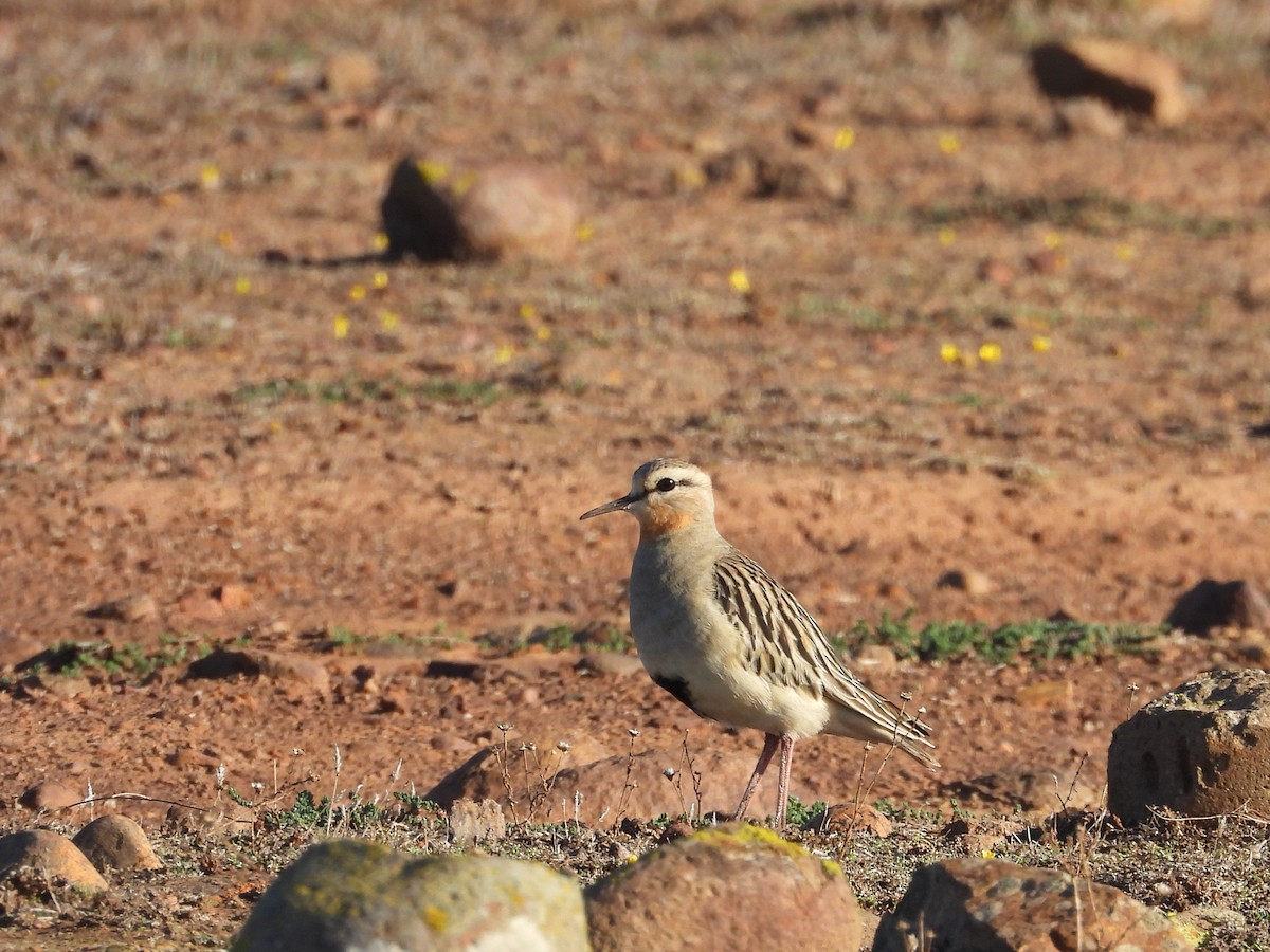 Tawny-throated Dotterel - ML643116104