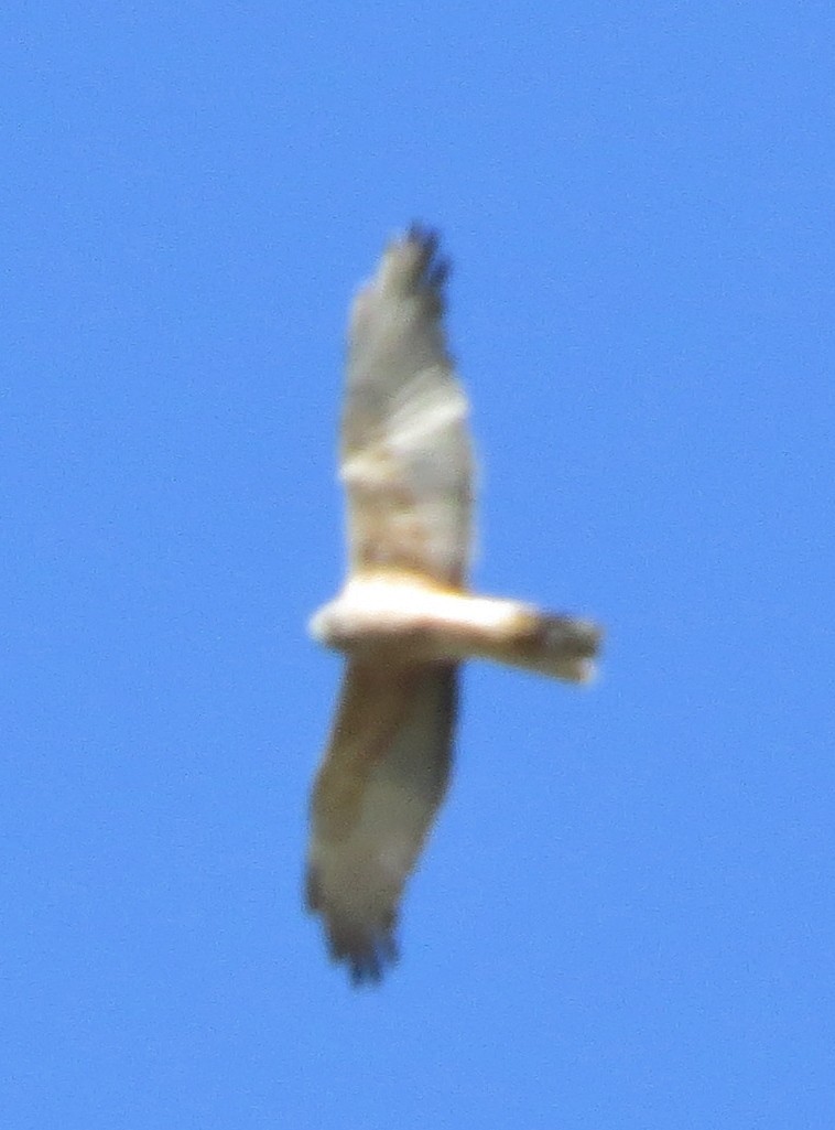 Swamp Harrier - ML643116174