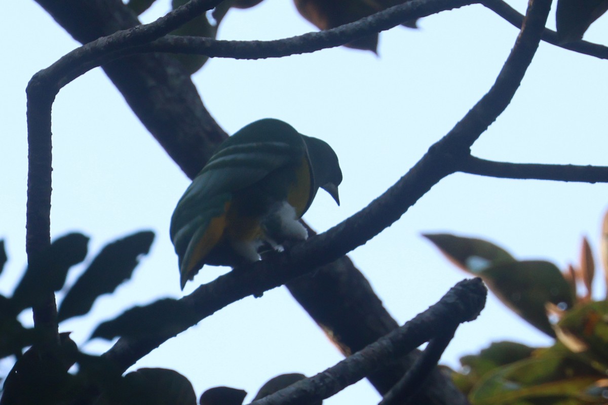 カマバネキヌバト - ML643116178