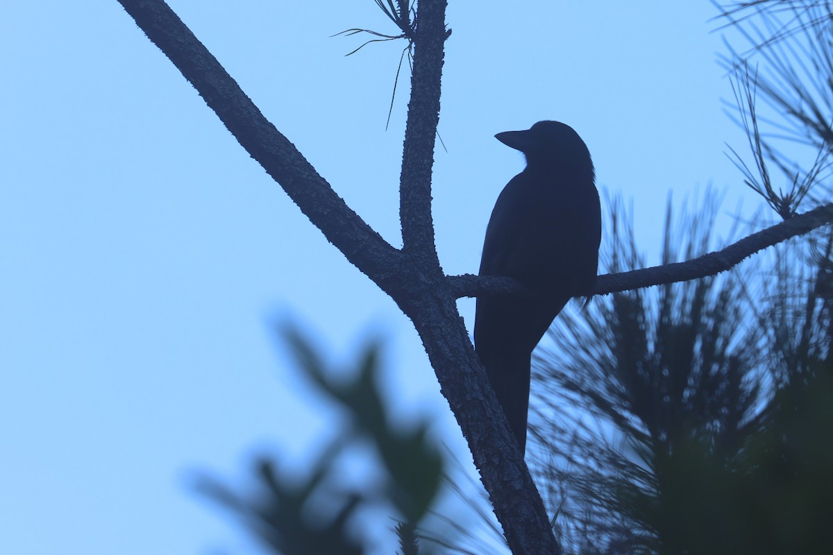 Corbeau calédonien - ML643116200