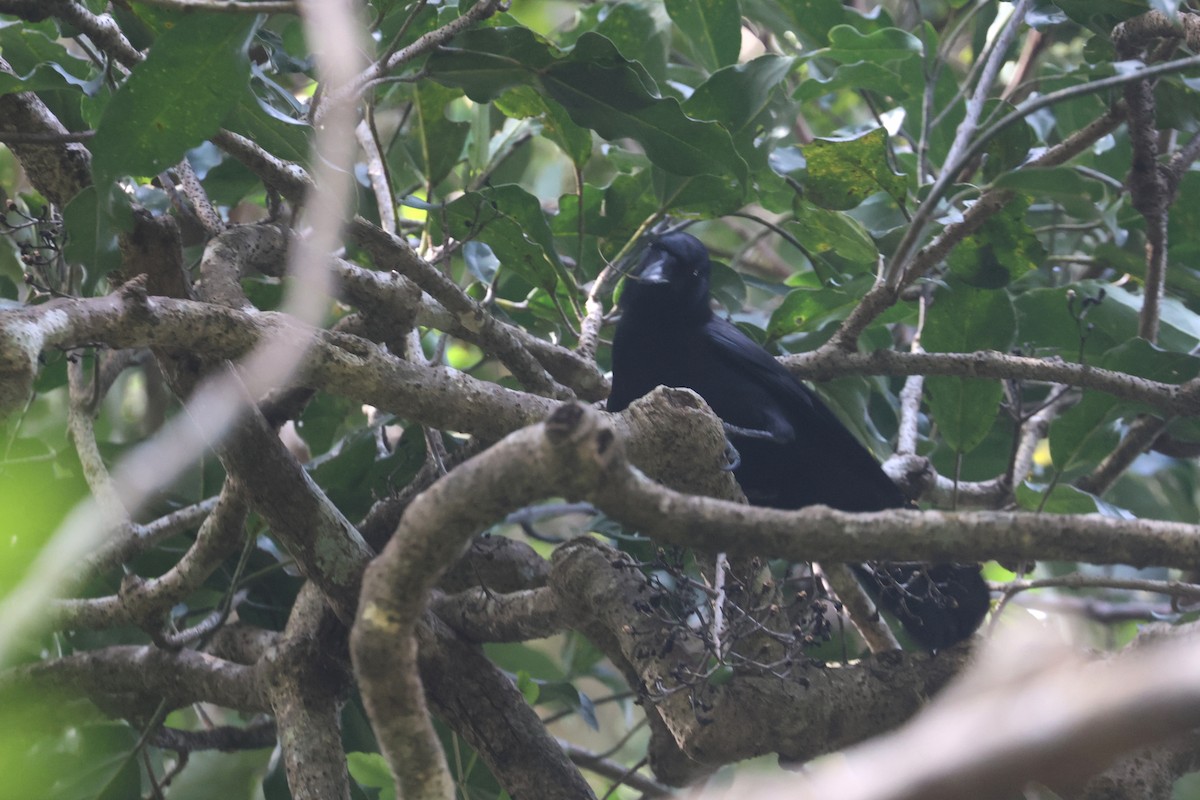 Corbeau calédonien - ML643116257