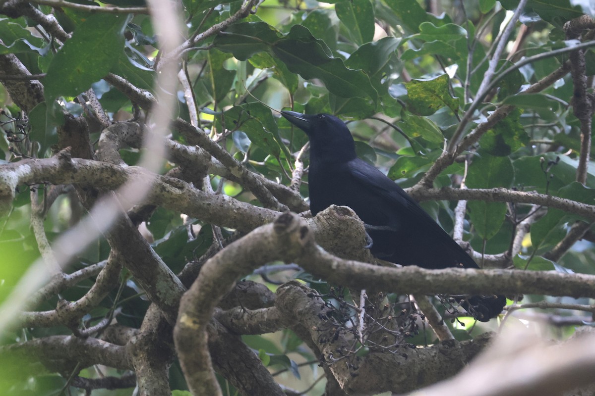 Corbeau calédonien - ML643116258