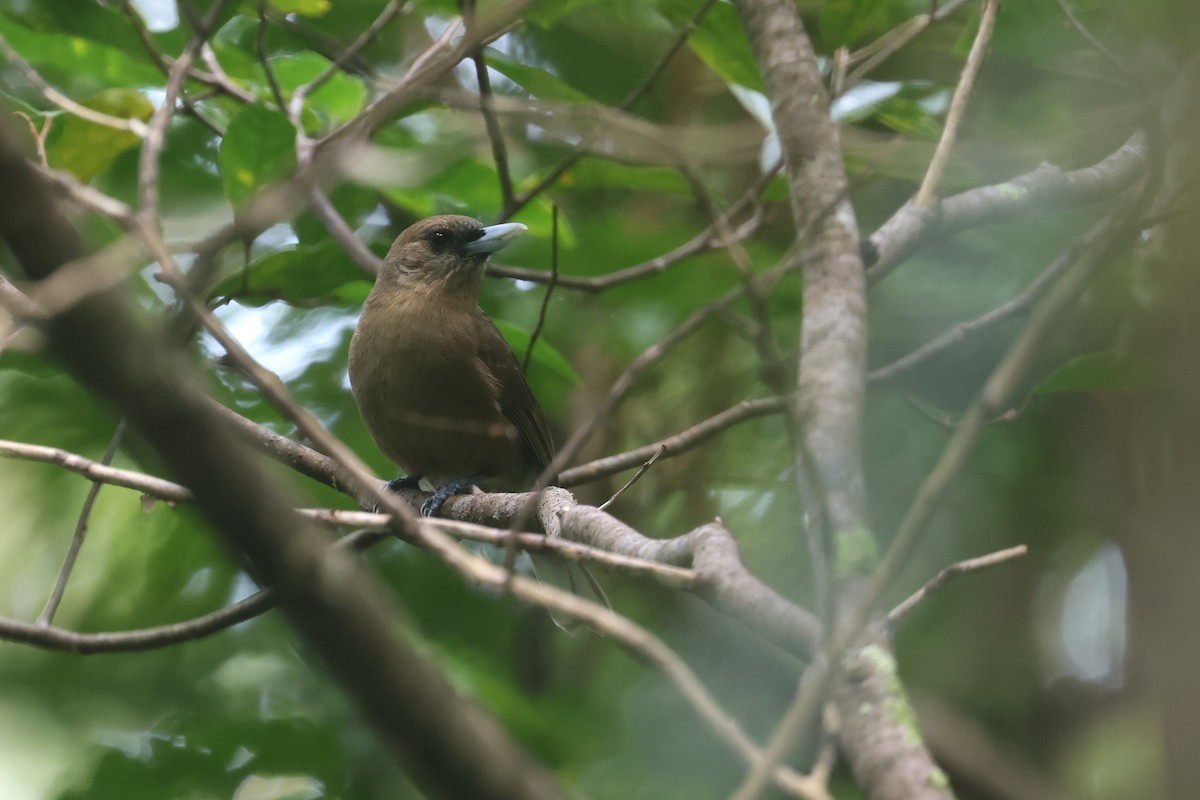Southern Shrikebill - ML643116273