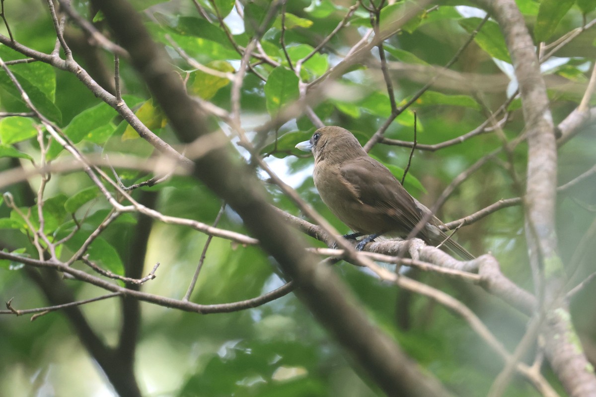 Southern Shrikebill - ML643116274