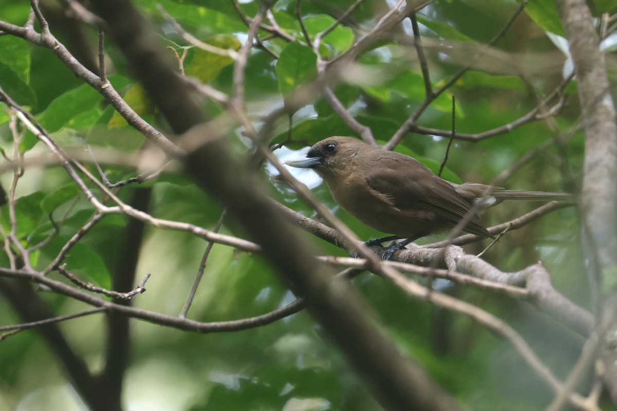 Southern Shrikebill - ML643116275