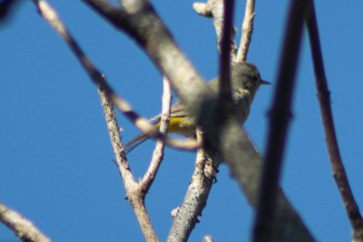 pinjeparula - ML643116284