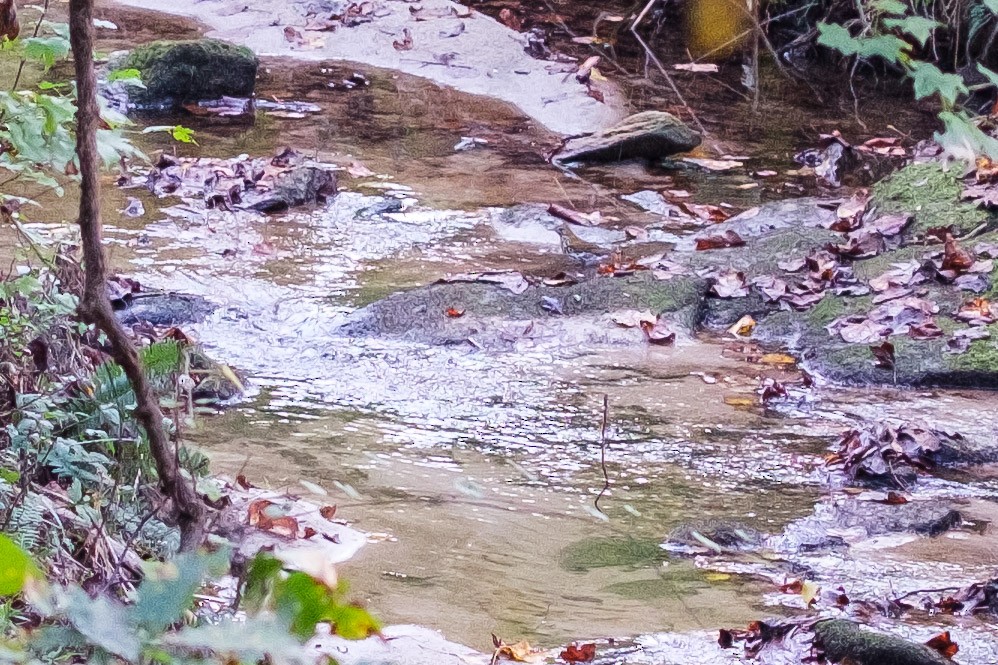 Wood Thrush - ML643116293