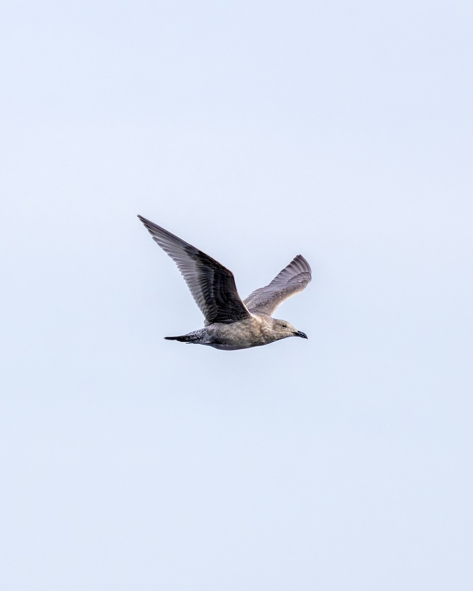 Glaucous-winged Gull - ML643116305