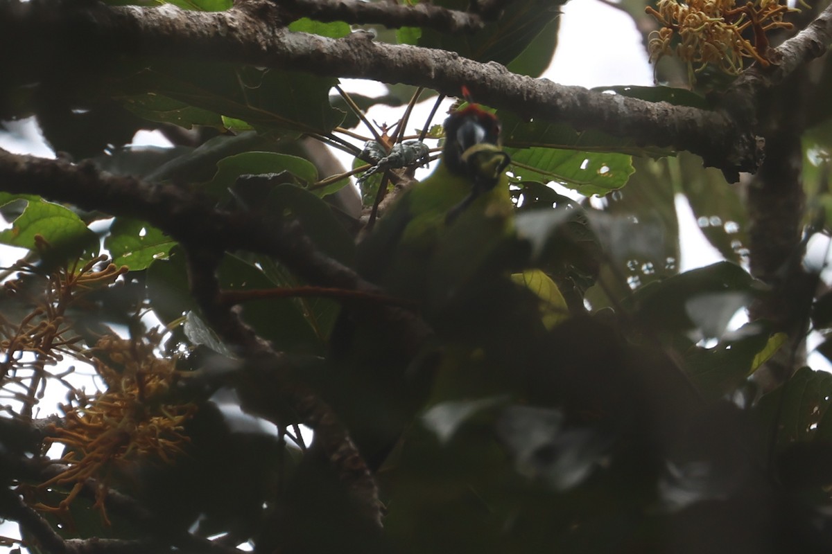 Horned Parakeet - ML643116309