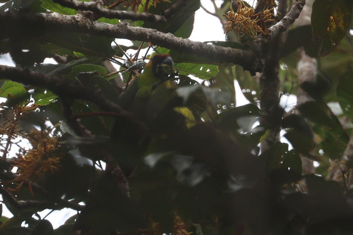 Horned Parakeet - ML643116310