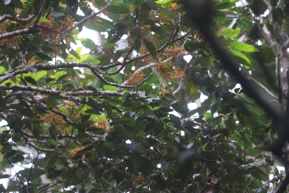 Horned Parakeet - ML643116311