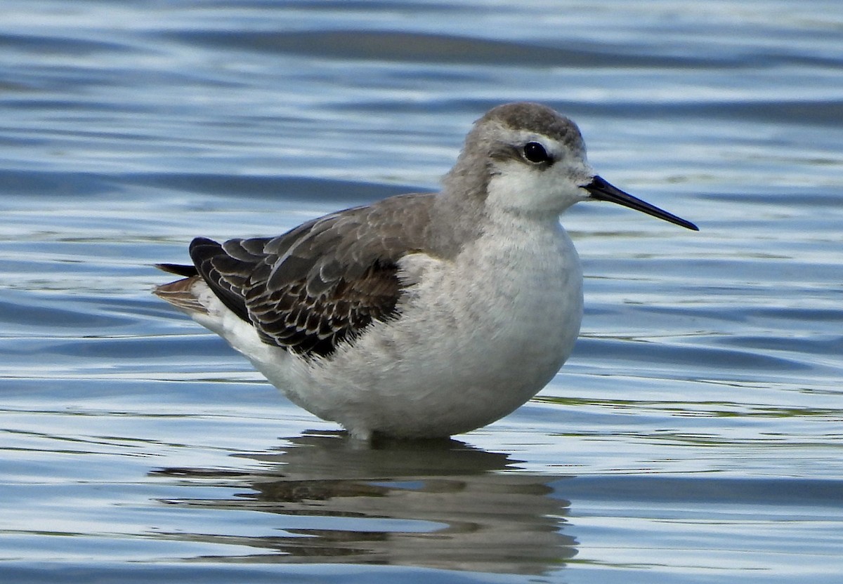 Wilson's Phalarope - ML643116333