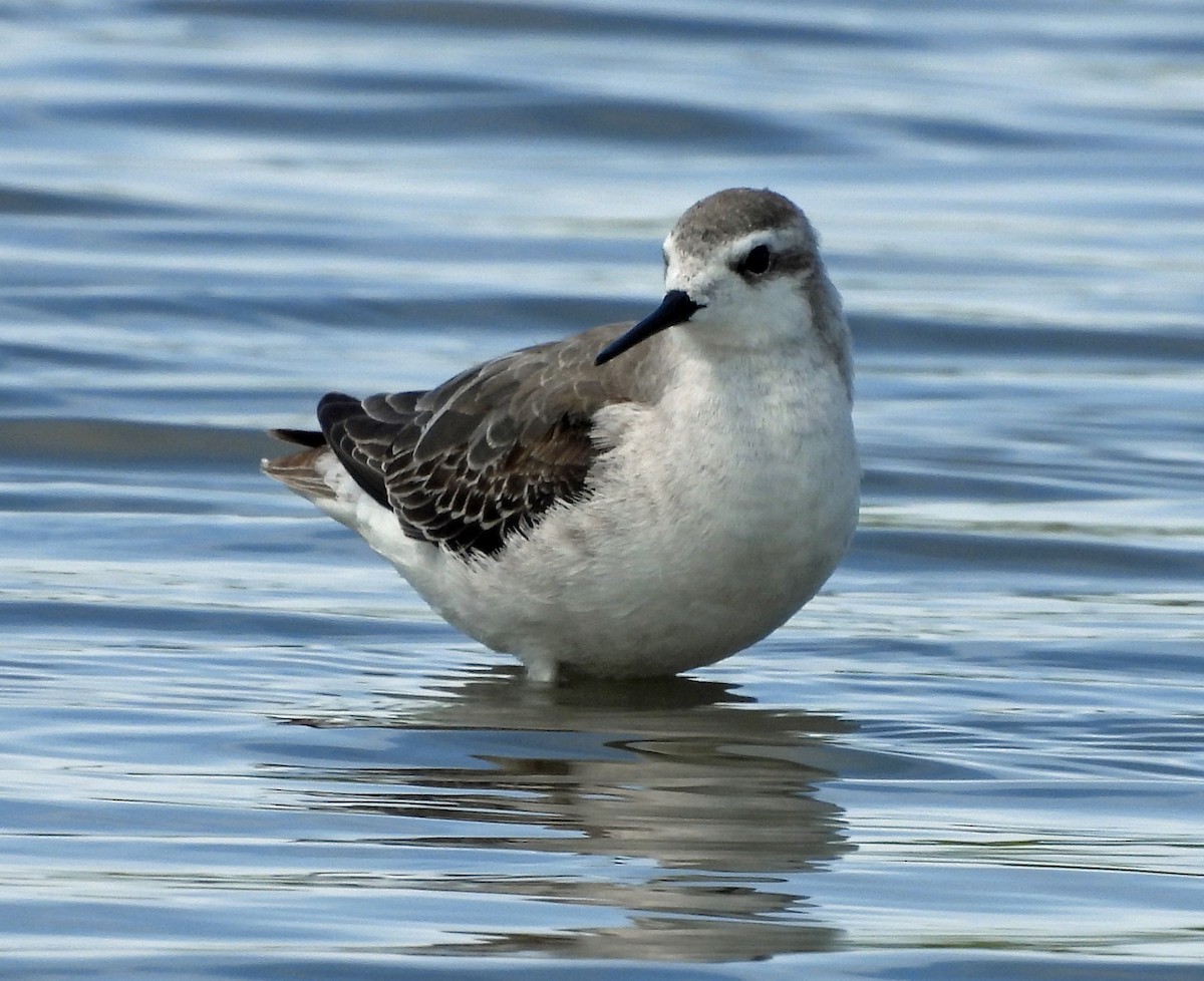 Wilson's Phalarope - ML643116334