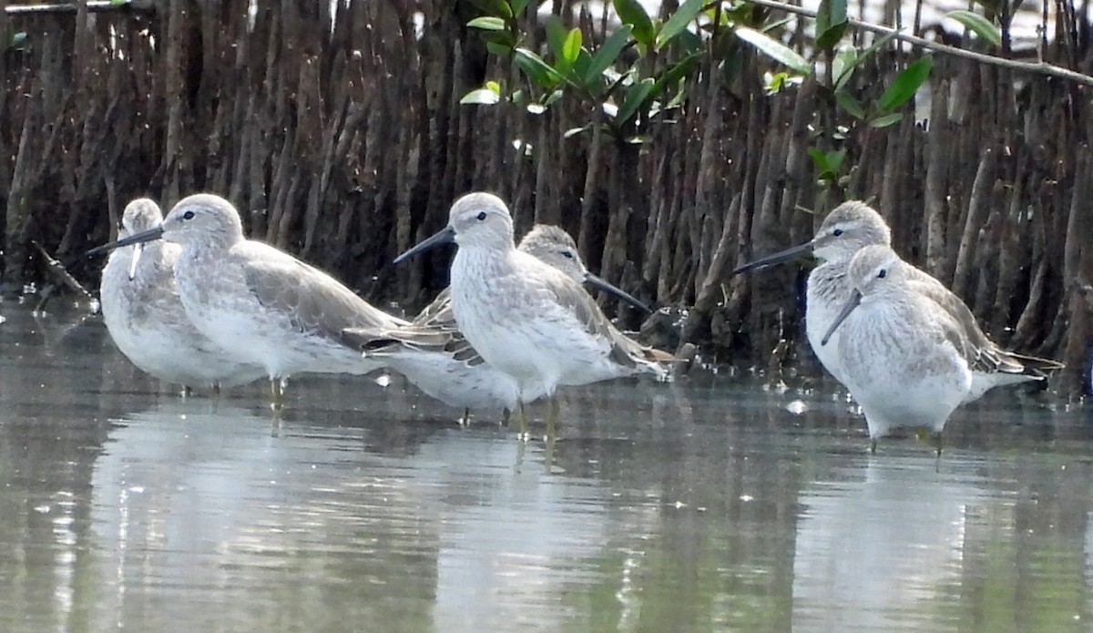 Stilt Sandpiper - ML643116338
